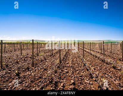 USA, Washington State, Walla Walla. Weinberg baut Trauben im berühmten Rocks District an. Stockfoto