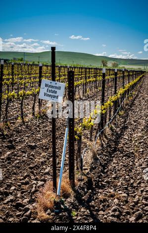 USA, Washington State, Walla Walla. Watermill Estate Vineyard baut Trauben im berühmten Rocks District an. (Nur Für Redaktionelle Zwecke) Stockfoto