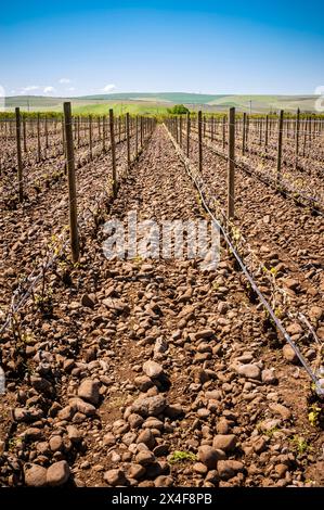 USA, Washington State, Walla Walla. Weinberg baut Trauben im berühmten Rocks District an. Stockfoto