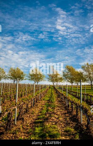 USA, Washington State, Walla Walla. Morgenlicht und blauer Himmel in einem Walla Walla Weinberg. Stockfoto