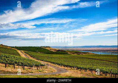 USA, Bundesstaat Washington, Pasco. Reihen in einem Weinberg in Washington blühen im Frühlingslicht. Stockfoto