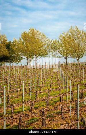 USA, Washington State, Walla Walla. Morgenlicht in einem Walla Walla Weinberg. Im Frühjahr. Stockfoto