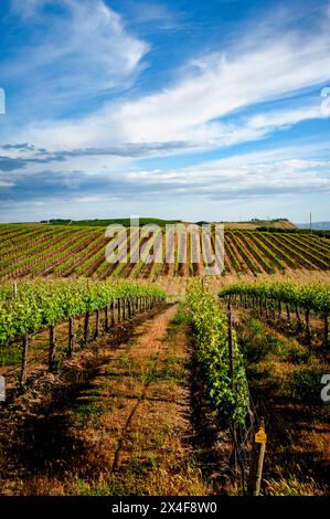 USA, Bundesstaat Washington, Pasco. Reihen in einem Weinberg in Washington blühen im Frühlingslicht. Stockfoto