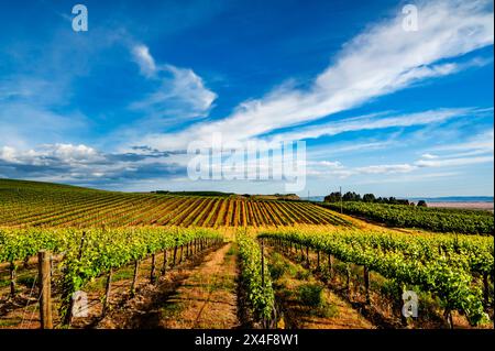 USA, Bundesstaat Washington, Pasco. Reihen in einem Weinberg in Washington blühen im Frühlingslicht. Stockfoto