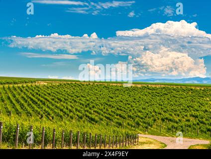 USA, Washington State, Walla Walla. Der blaue Himmel und die Wolken über dem Weinberg Blue Mountain. Stockfoto