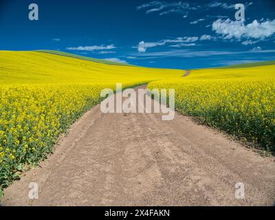 USA, Bundesstaat Washington, Region Palouse. Die Hinterlandstraße schlängelt sich durch das Rapsfeld Stockfoto