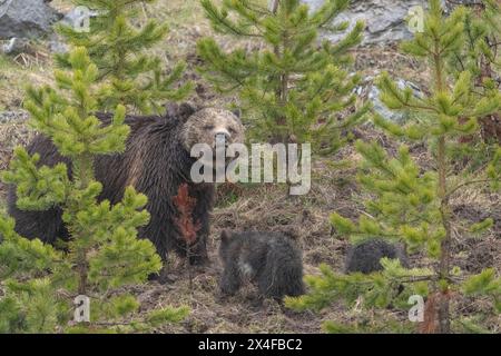 USA, Wyoming, Yellowstone National Park. Grizzlybärensau mit zwei Jungen. Stockfoto