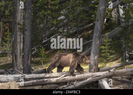 USA, Wyoming, Yellowstone National Park. Grizzlybär, erwachsenes Weibchen, das über Baumstämme läuft. Stockfoto
