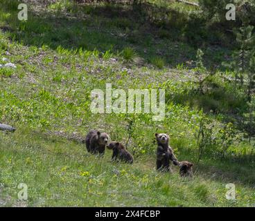 USA, Wyoming. Vier junge Jungen des berühmten Bären 399 spielen auf der Wiese Stockfoto