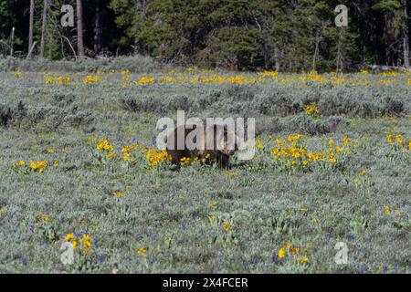 USA, Wyoming. Ausgewachsener Grizzlybär in Salbei und Wildblumen, Grand Teton National Park Stockfoto