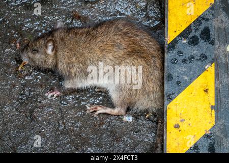 Tote Ratte in New York City Street, New York, USA Stockfoto