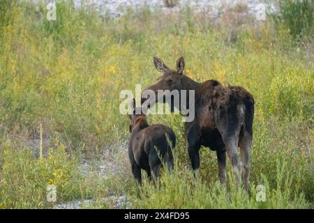 Grand Teton National Park, Wyoming, USA. Elch und Kalb am Snake River Stockfoto