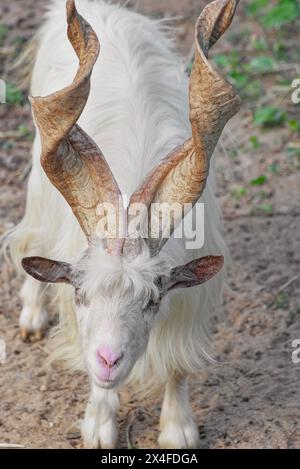 Eine seltene Girgentana-Ziege (Capra aegagrus hircus), Tal der Tempel, Agrigento, Sizilien, Italien Stockfoto