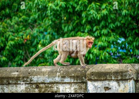 Affe mit Baby spazieren an der Wand in Courtallam Gegend Tamil Nadu in Indien Stockfoto