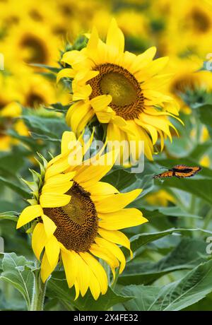 Monarch kommt auf eine Landung in einem Sonnenblumenfeld. Stockfoto