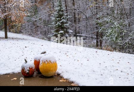 Schnee auf Three Pumpkins auf einem Bürgersteig an einem bewölkten Spätherbsttag in Minnesota. Stockfoto