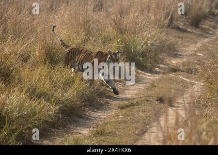 Königlicher bengalischer Tiger, der die Forststraße in einem Nationalpark in Indien blockiert Stockfoto