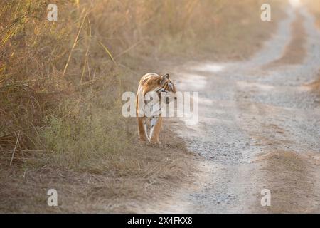 Königlicher bengalischer Tiger, der die Forststraße in einem Nationalpark in Indien blockiert Stockfoto
