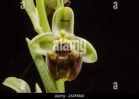 Levant Orchidee (Ophrys levantina) in Blüte mit einem kleinen Insekt, Zypern Stockfoto