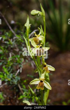Blühende Pflanze der terrestrischen Levant-Orchidee (Ophrys levantina), im natürlichen Lebensraum auf Zypern Stockfoto