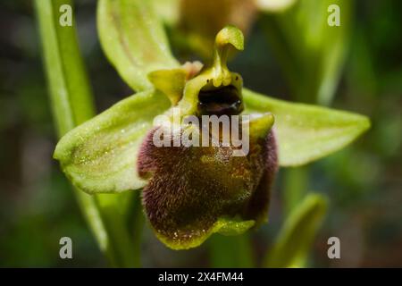 Nahaufnahme einer Blume der terrestrischen Levant-Orchidee (Ophrys levantina), in natürlichem Lebensraum auf Zypern Stockfoto