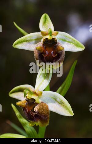 Zwei Blüten der terrestrischen Levant-Orchidee (Ophrys levantina), Zypern Stockfoto