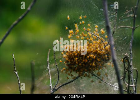 Spinnen der Europäischen Gartenspinne (Araneus diadematus) in ihrem Kokon Zypern Stockfoto