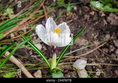 Schöne weiße blühende Krokusblume aus der Nähe, horizontal Stockfoto