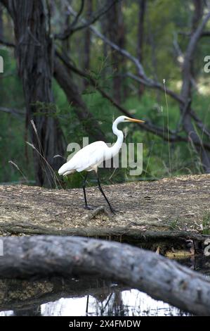 Ein junger Großreiher (Ardea Alba) posiert für Fotos in einem Damm im Hundred Acres Reserve in Park Orchards, Victoria, Australien. Stockfoto