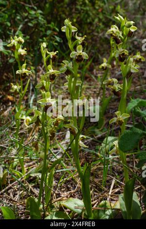 Blühende Pflanzen der Levant Orchidee (Ophrys levantina), in natürlichem Lebensraum auf Zypern Stockfoto