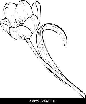 Tulpenblume Vektor-Illustration. Gekrümmte Glühlampe mit offenem Kopf, schwarze Umrisszeichnung. Frühlingsgrußkarte mit botanischen Blüten. Kontur der Tintenlinie Stock Vektor