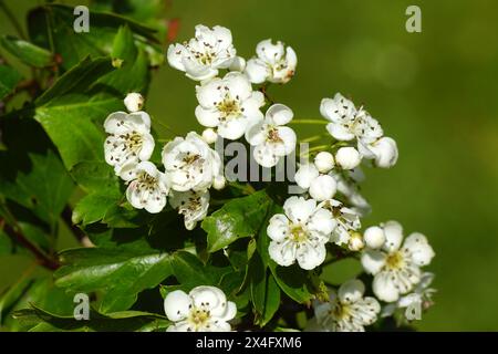Nahaufnahme weißer Blüten von Weißdorn, einsamtiger Weißdorn (Crataegus monogyna) Rose Familie Rosaceae. Holländischer Garten, Mai Stockfoto