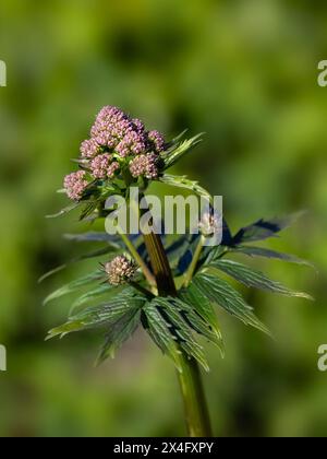 Nahaufnahme ungeöffneter Blumen Wildblumen des Baldrian (Valeriana officinalis) in einem Garten im Frühsommer Stockfoto