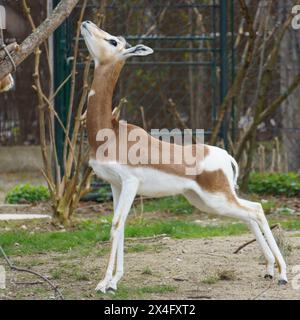 Eine kritisch endagerte Dama Gazelle (Nanger Dama), auch bekannt als Addra gazelle oder Mhorr Gazelle Stockfoto