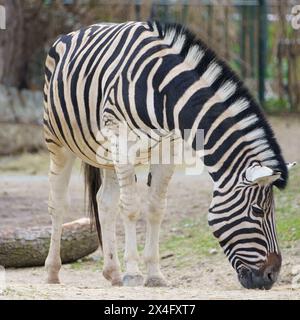 Porträt eines Burchells Zebras (Equus quagga burchelli), einer Unterart der Ebenen Zebras, die Gras fressen Stockfoto