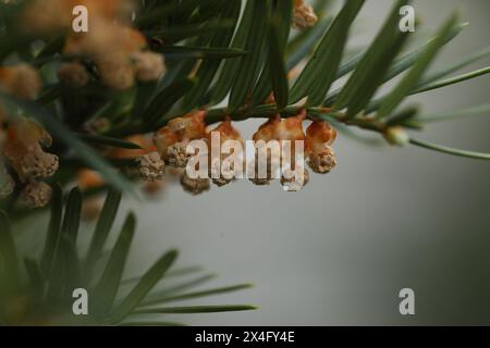 Eibenzweig mit Frühlingsblumen im Garten Stockfoto