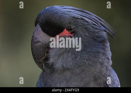 Palm Cockatoo - Probosciger aterrimus, Porträt eines großen schwarzen, einzigartigen Kakaopapageis aus indonesischen und australischen Wäldern und Wäldern, Australien. Stockfoto