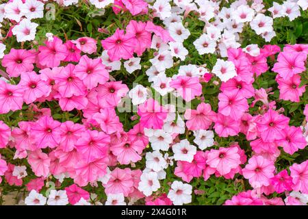 Rosa und weiße Mischung aus Petunia-Blume Hintergrund, lila Petunien im Topf, Landschaftsdesign, Dekor. Üppig blühende bunte gemeinsame Gartenpetunien i Stockfoto