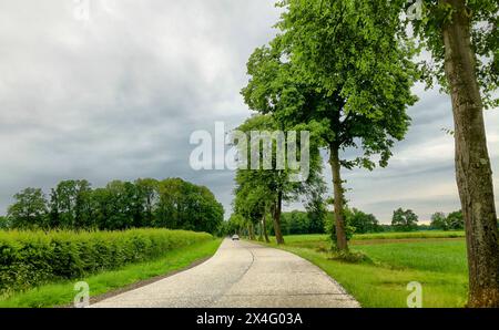 Dieses ruhige Bild zeigt eine gewundene Landstraße, die sich durch eine lebhafte ländliche Landschaft schlängelt. Flankiert von hoch aufragenden Bäumen und üppigen grünen Feldern strahlt die Szene eine friedliche, fast idyllische Qualität aus. Der bewölkte Himmel verleiht dem Grün einen dramatischen Touch und unterstreicht die lebendigen Farben. Ein einsamer Radfahrer in der Ferne unterstreicht die ruhige Einsamkeit der Gegend. Landschaftlich reizvolle Landstraße, flankiert von majestätischen Bäumen und üppigen grünen Feldern. Hochwertige Fotos Stockfoto