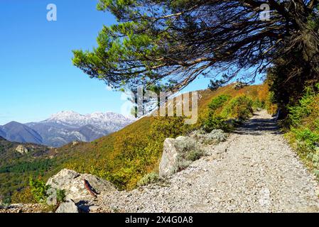 MacAdam in den Bergen: Eine helle Landschaft mit einer Straße, herbstlichen Bäumen, ausbreitenden Kiefern und Bergen mit schneebedeckten Gipfeln. Mount Vrmac, Montenegro Stockfoto