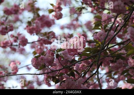 Frühlingsblüte. Rosa Sakura in Blüte Stockfoto