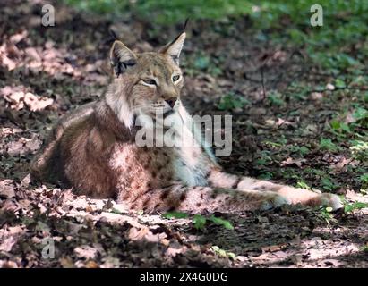 Tier-Nordluchs in Aktion in freier Natur und Wildniss Tier-Eurasischer Rotluchs in freier Natur im Aktion *** Tier-Nordluchs in Aktion in freier Natur und Wildnis Tier-Eurasischer Rotluchs in Aktion in freier Natur Stockfoto