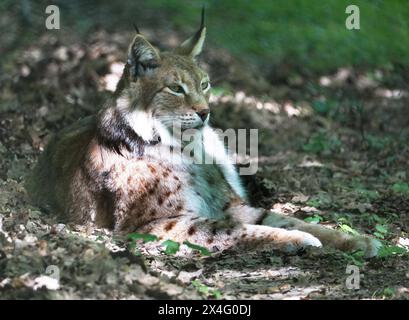 Tier-Nordluchs in Aktion in freier Natur und Wildniss Tier-Eurasischer Rotluchs in freier Natur im Aktion *** Tier-Nordluchs in Aktion in freier Natur und Wildnis Tier-Eurasischer Rotluchs in Aktion in freier Natur Stockfoto