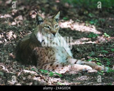 Tier-Nordluchs in Aktion in freier Natur und Wildniss Tier-Eurasischer Rotluchs in freier Natur im Aktion *** Tier-Nordluchs in Aktion in freier Natur und Wildnis Tier-Eurasischer Rotluchs in Aktion in freier Natur Stockfoto