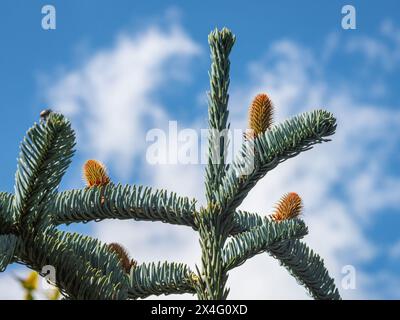 Junge, wachsende Kegel auf den Zweigen einer Rottanne (Abies procera) Stockfoto