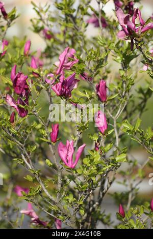 Grüner Hinterkopf mit wunderschönen rosafarbenen Magnolienblüten Stockfoto