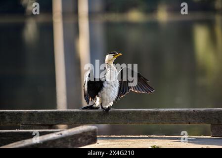 kormoran in der Sonne auf einem Steg Stockfoto