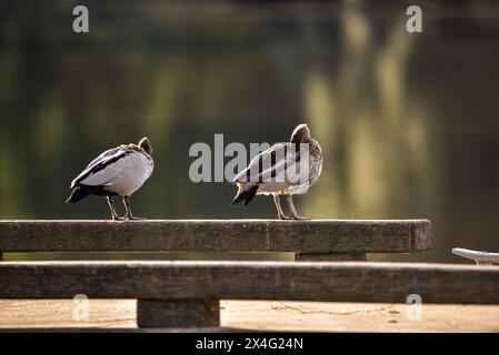 Enten stehen auf einem Steg in der Sonne Stockfoto