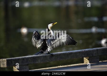 kormoran in der Sonne auf einem Steg Stockfoto