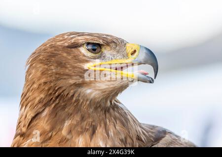 Nahaufnahme eines Waldadlers (Aquila rapax), eines großen Raubvogels Stockfoto